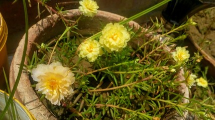 yellow flowers in the snow