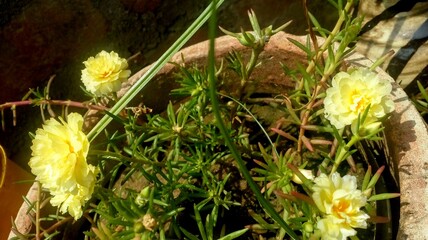 yellow flowers in the grass