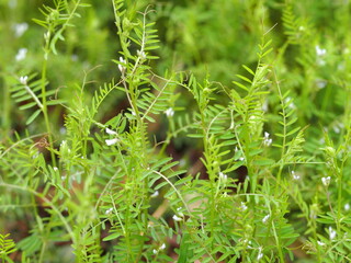 スズメノエンドウの花