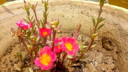spring crocus flowers