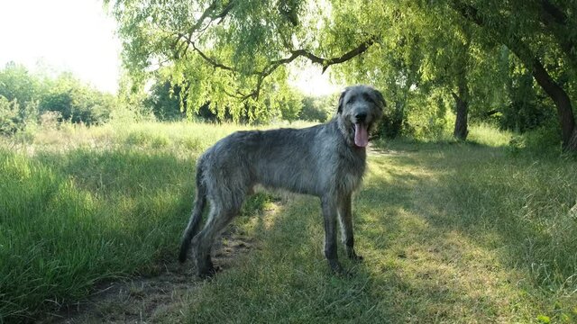 Adorable irish wolfhound dog stay on green grass in the park during the morning walking
