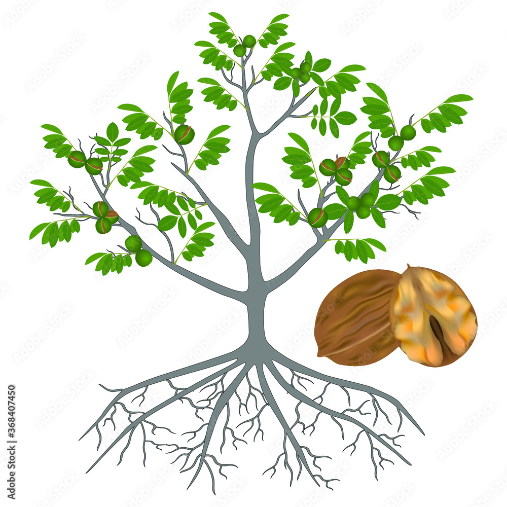 Canvas Prints tree of a walnut with roots and ripe fruits on a white background.