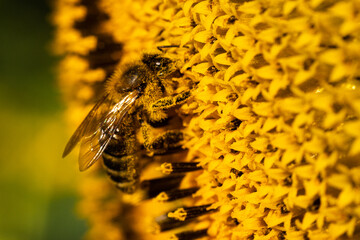 A bee bathed in sunflower pollen