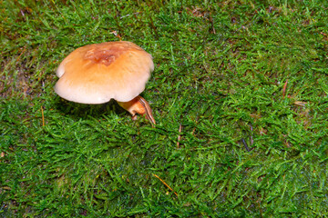 wilde Steinpilze und Giftpilze