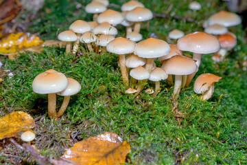 wilde Steinpilze und Giftpilze