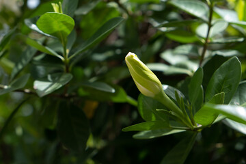 Yellow-green buds of gardenia