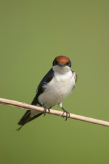 wire-tailed swallow on perch 