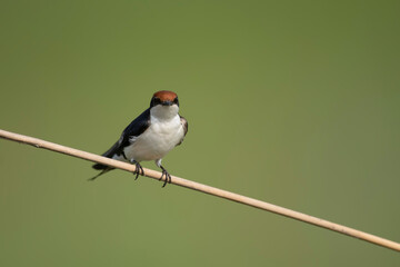 wire-tailed swallow on perch 