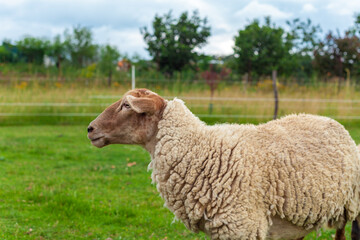 Obraz na płótnie Canvas sheep on a farm grown for wool and meat