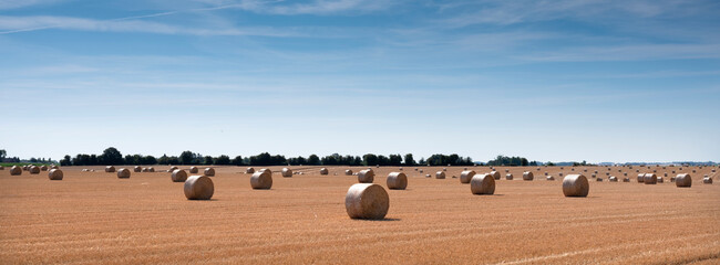 Obraz premium golden field with straw bales under blue sky in the north of france