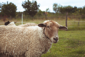 sheep on a farm grown for wool and meat