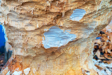 Beschaffung von Baustoffen durch Biber