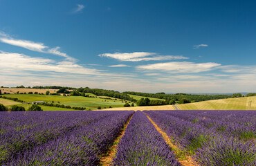 Lavender fields at Snowshill, Cotswolds Gloucestershire England UK