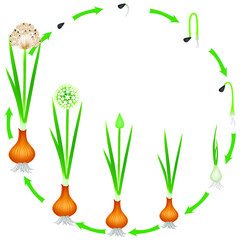 Life cycle of a onion plant on a white background.