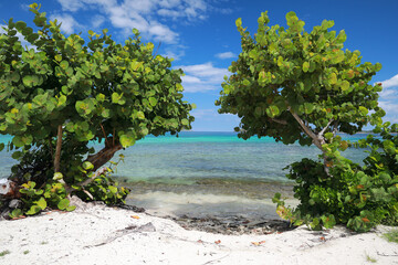 Divi-divi tree on Caribbean beach with beautiful color water