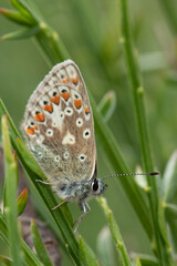 butterfly on leaf