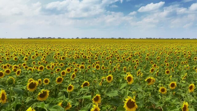 Meadow of sunflowers at day. Aerial nature. 