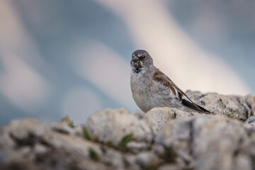 Passero