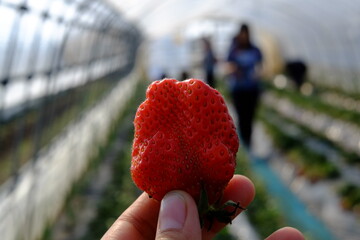 Strawberry piking  trip in garden. 