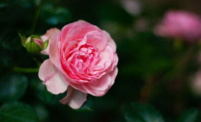 Delicate Rose Bush roses. Natural flower background. The flowering of roses. Pink flowers on a green background.