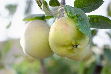 Three natural green pears on the branch against a sunset sun light. Organic fruit harvest in the orchard.