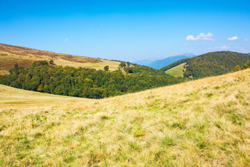 Naklejka premium grassy meadow in mountains. beautiful landscape of transcarpathia on a sunny summer day. ridge in the distance. beech trees on the hills. blue sky