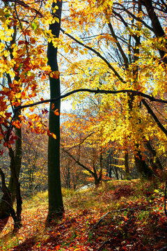 forest in fall foliage. beautiful nature background on a sunny autumn day. colorful scenery in the beech woods