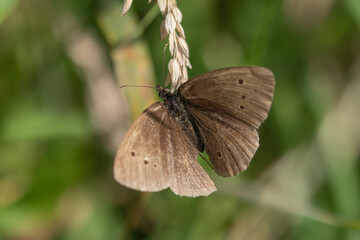 Butterfly at rest