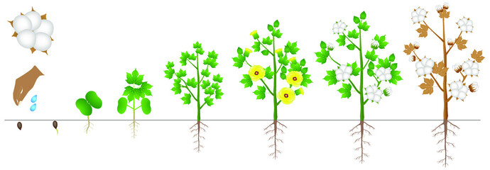 Cycle of growth of a plant of a cotton isolated on a white background.