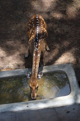 Small Deer Drinking Water 