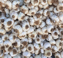 dry garlic heap at the market place,