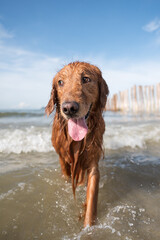 Golden Retriever playing in the water on the beach