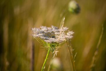wildflower in field, summertime