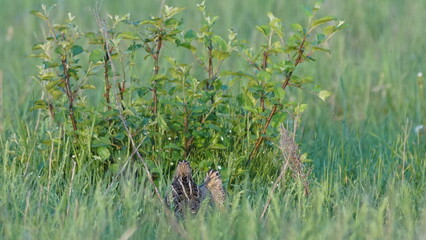 Great snipe (Gallinago media) in mating period, male dancing in the spring