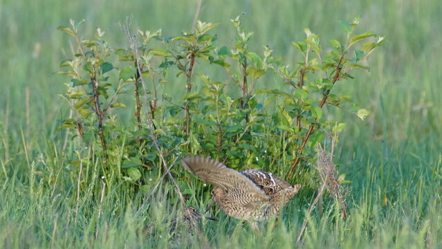 Great snipe (Gallinago media) in mating period, male dancing in the spring