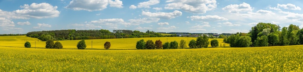 panorama tree alley with different crown colors in yellow rape f