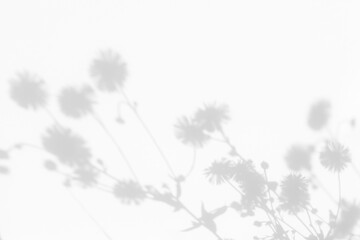 Overlay effect for photo. Blurred gray shadows of dandelion flowers and delicate grass on a white...