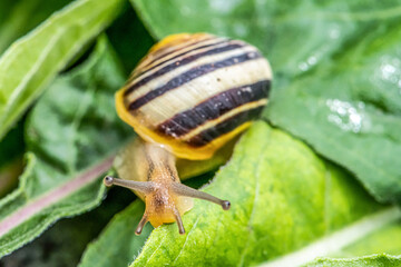 Burgundy snail Helix on the forest surface in natural environment macro close-up images nature focus depth