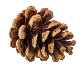 Pinecone isolated on white background with clipping path