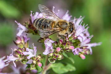 close up of a honey bee extracting nectar form the blooms on a oregano plant in organic garden