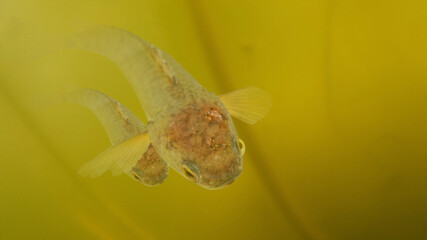 Couple climbing perch fish swim in the water