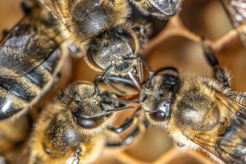 closeup macro of bees on wax frame honeycomb in apiary Honey bee hive with selective focus