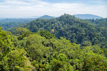 Fototapeta na wymiar Ulu Temburong National Park