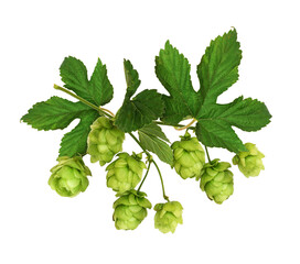 Branch of hops with green cones  and leaves