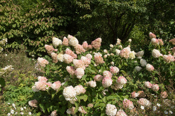Autumn Colours of the Pink Flushed Flower Heads of a Paniculate Hydrangea Shrub (Hydrangea paniculata 'Silver Dollar') in a Country Cottage Garden in Rural Devon, England, UK