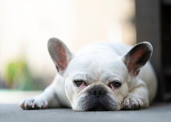 french bulldog portrait