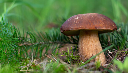 Mushroom boletus edilus. Popular white Boletus mushrooms in forest.