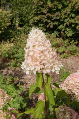 Autumn Colours of the Pink Flushed Flower Heads of a Paniculate Hydrangea Shrub (Hydrangea paniculata 'Silver Dollar') in a Country Cottage Garden in Rural Devon, England, UK