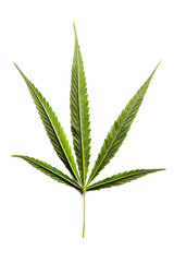Marijuana leaves in a white background, Green cannabis leaves isolated,for asia not the same leaf