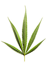 Marijuana leaves in a white background, Green cannabis leaves isolated,for asia not the same leaf
